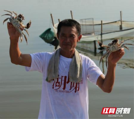一只螃蟹重半斤 益阳大通湖撒下丰收第一网