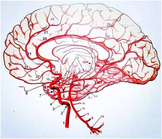 人类的脑子是越来越大么？为什么呢？