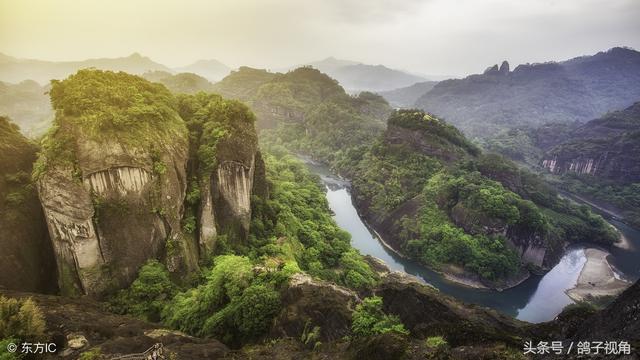 这棵茶树岁数不大，但产的茶叶值钱一斤能卖520万，有钱还买不上