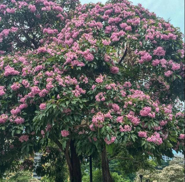 你还去日本看樱花？新加坡的樱花“一夜成名”