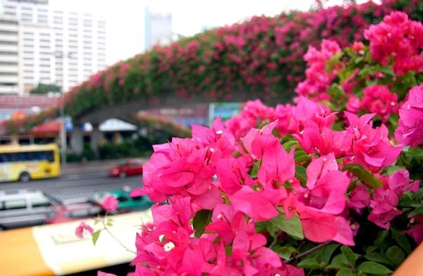 与植物共生，城市建筑开始流行“立体绿化”