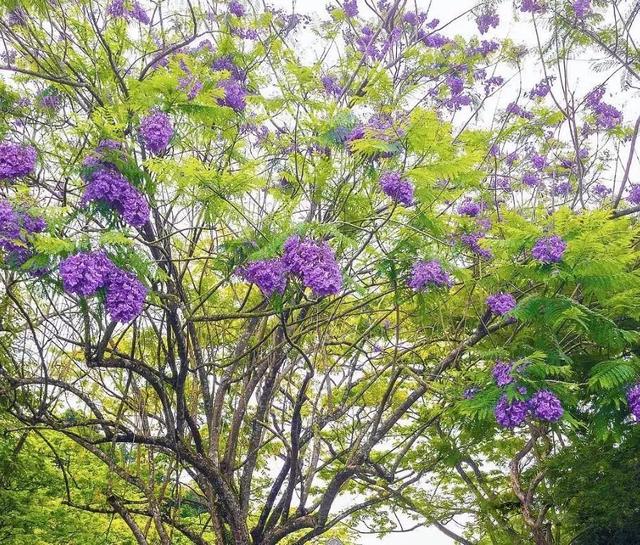 你还去日本看樱花？新加坡的樱花“一夜成名”