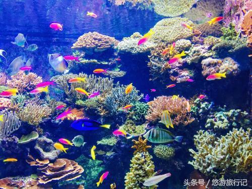 世界上几个各具特色的海洋馆，最后一个是世界上最贵的“鱼缸”！