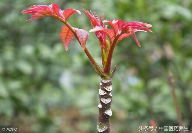 “发芽蔬菜”最养生