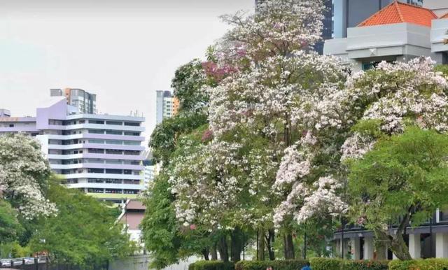 你还去日本看樱花？新加坡的樱花“一夜成名”