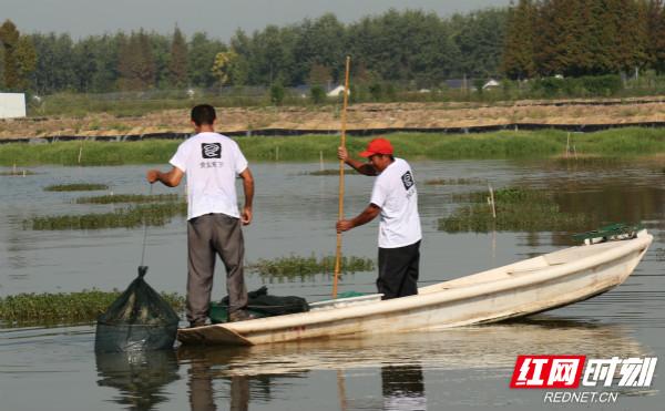 一只螃蟹重半斤 益阳大通湖撒下丰收第一网