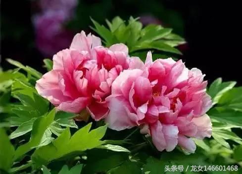 世界各国国花，美极了！