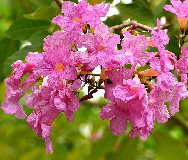 新加坡“樱花”迎来花季，漫天花雨一起来看看吧