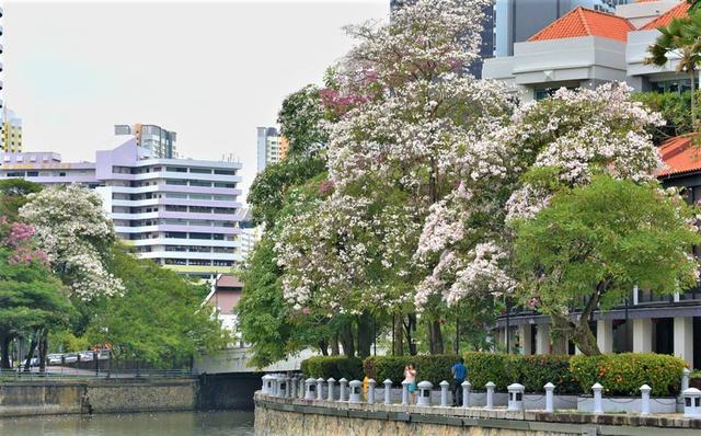 新加坡“樱花”迎来花季，漫天花雨一起来看看吧