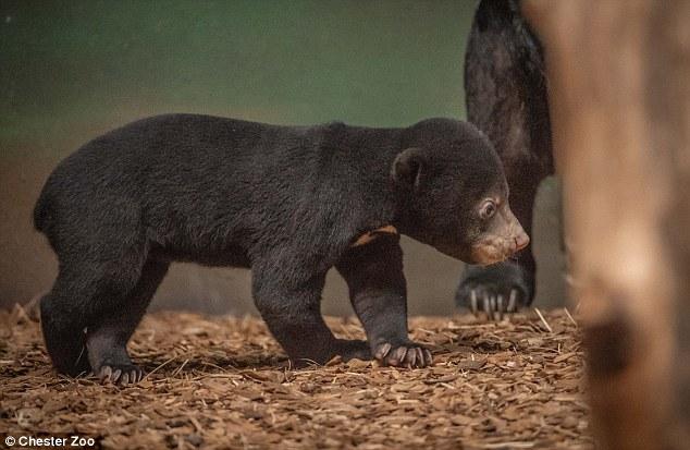 世界最小熊死里逃生 出生时几次翻滚难以站立