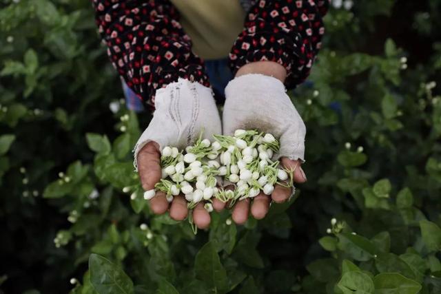 香满中秋的茉莉花茶，原来是他们做出来的