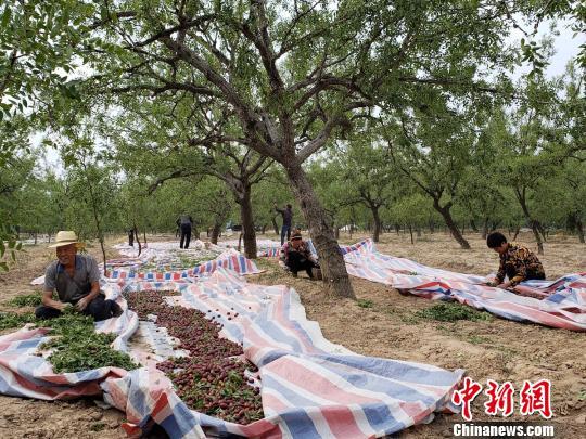 红枣之乡山西稷山板枣大丰收 总产量6000多万公斤