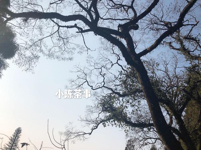 国庆长假旅行标配：如何在外优雅地喝杯白茶？