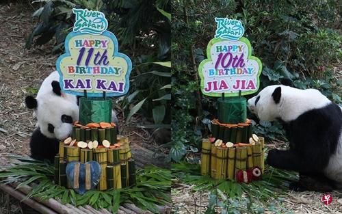 新加坡大熊猫凯凯和嘉嘉过生日 吃竹子蛋糕庆生