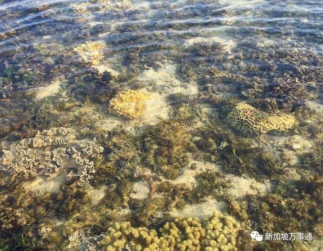 新加坡的垃圾场，竟然有着最顶级的海岛风光~