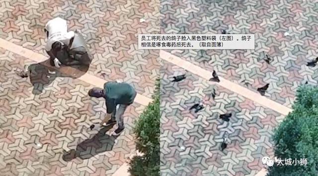 新加坡 I 宁毒死鸽子也不开放捕捉，这是什么逻辑？