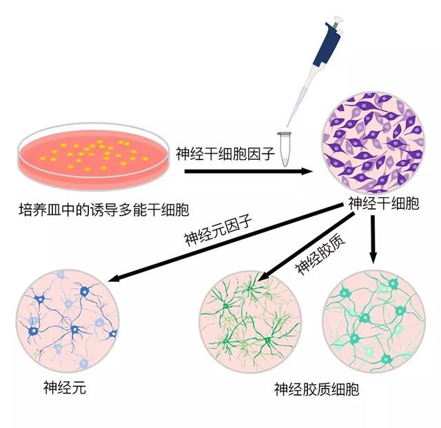 「脑科学日报」北师大发布“经颅脑图谱”，盘点最新癫痫的临床试验