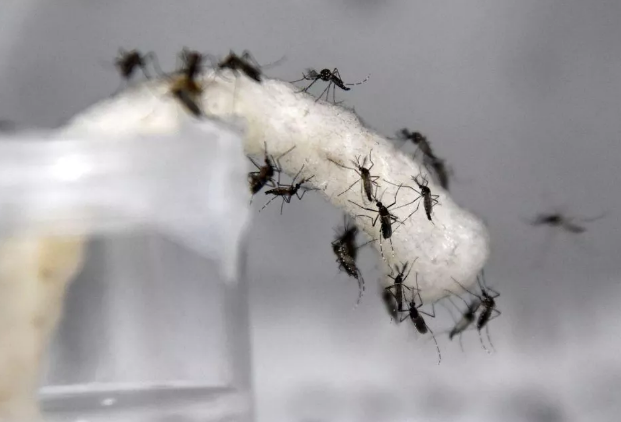 谷歌的姊妹公司用AI在新加坡对抗蚊子