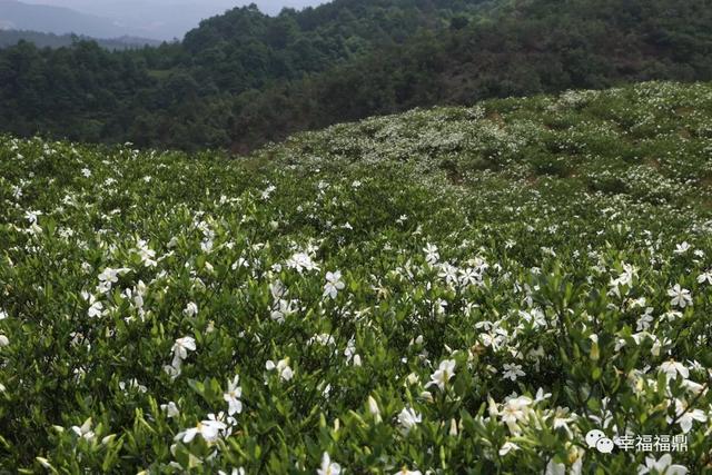 若说花事了，市花知多少？你闻，栀子花香在福鼎