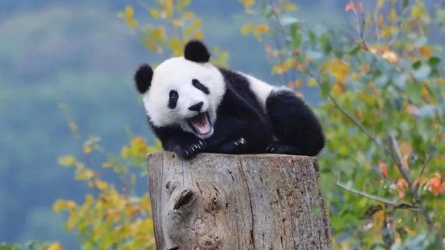 中国利润最高、最受欢迎的“出口商品”居然是它，而且长期缺货中