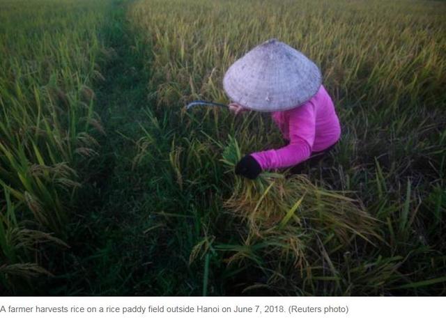 越媒称：越南大米以良好品质赢得日本、韩国、瑞士等国的青睐