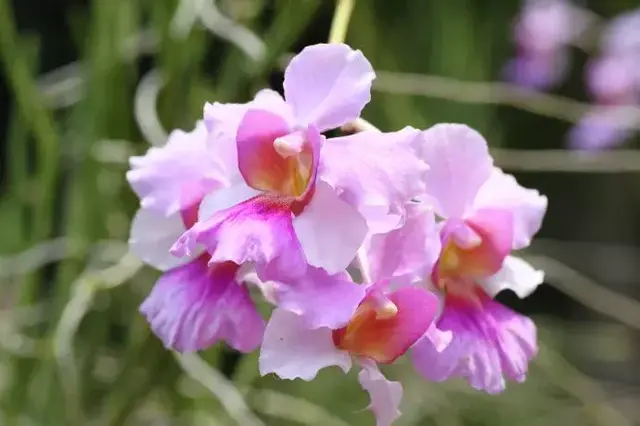 姣美的卓锦万黛兰（太美了，快分享给朋友吧！）