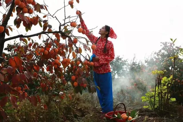 太震撼！带你一揽子看尽2018中国柿产业论坛暨富平柿子节！