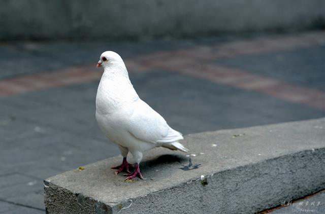 2017年和平指数报告：中国居第116位 日本居然第10位