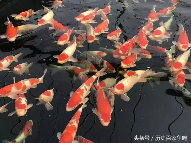转发锦鲤的时候，你要知道它是如何成为中国网友的祥瑞