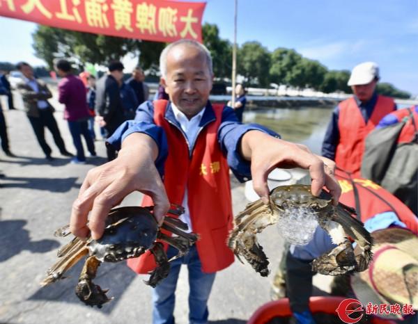 黄浦江大闸蟹上午开捕 四分之三是“4公3母”大只蟹