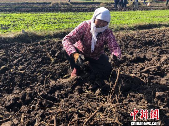 甘肃“千年药乡”里说丰年：产业兴起 贫农增收