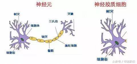 天赋智能检测的科学原理你真的了解吗？