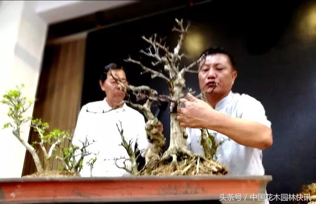 刘传刚大师赴新加坡示范表演中国盆景创作技艺