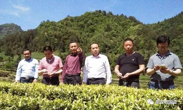 痛风饮食与茶