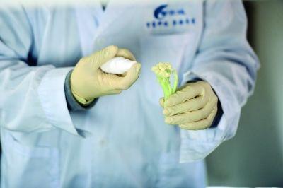 新加坡Vege 2 Fresh品牌生菜杀虫剂超标！快看看你家有没有？