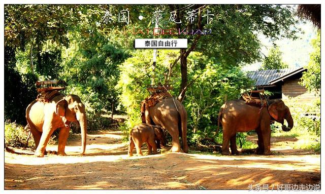 泰国自由行第六天 泰北清迈 徒步山野 看大象骑大象 劳累的一天