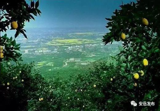 安岳柠檬亮金字招牌 造千亿产业