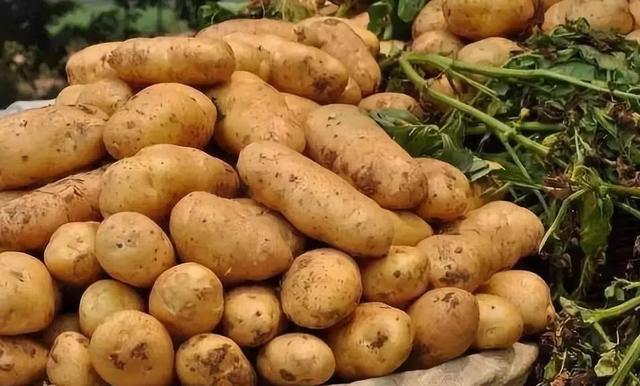 世界马铃薯市场第三季度行情—印度、埃及