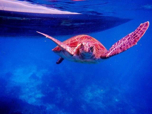 海岛盘点｜热门海岛测评，在穿棉袄的秋冬去享受阳光沙滩比基尼