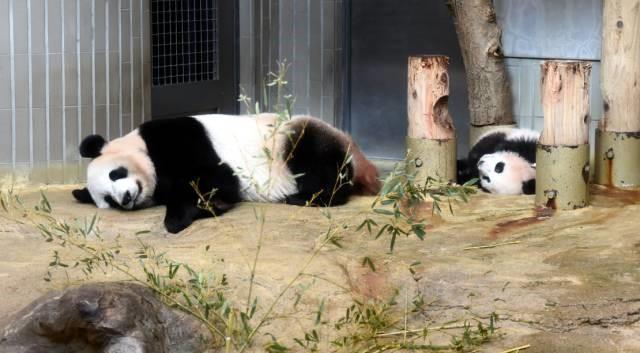 日本又来借熊猫啦 那些担任民间特使的“滚滚”都还好吗