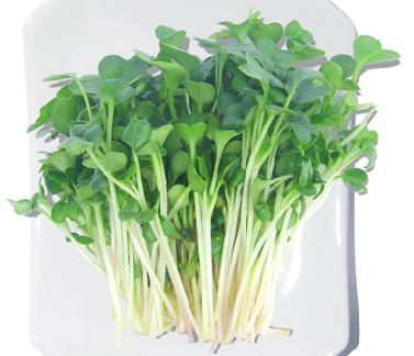 “发芽蔬菜”最养生，这种吃法你知道吗？