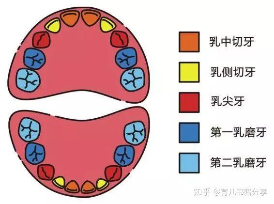 爱“孩子”从“齿”开始吧~