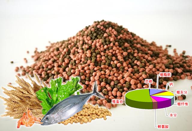 观赏鱼吃的饲料怎么选购？从什么看饲料的好坏？