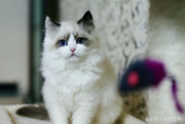 公认的几种可爱的猫咪，你养的是哪一种？