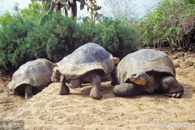 我国陆龟产业现状及发展趋势