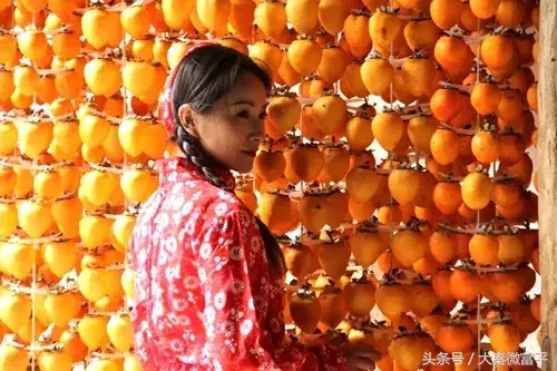 世界柿子看中国，中国柿子看富平，富平柿子从这里走向世界！