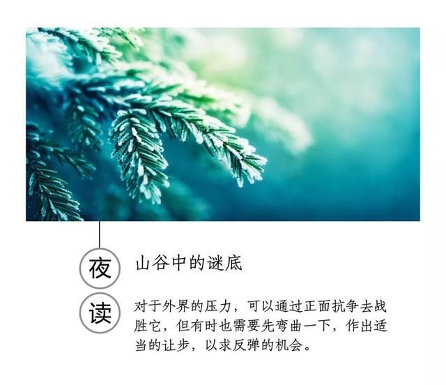 夜读｜有时弯曲不是屈服和毁灭，而是为了生存和发展