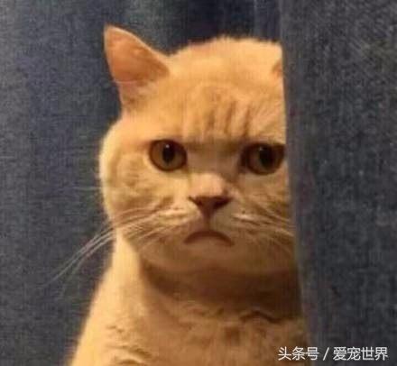 公认的几种可爱的猫咪，你养的是哪一种？