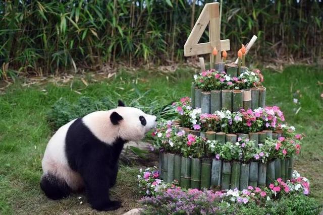 日本又来借熊猫啦 那些担任民间特使的“滚滚”都还好吗