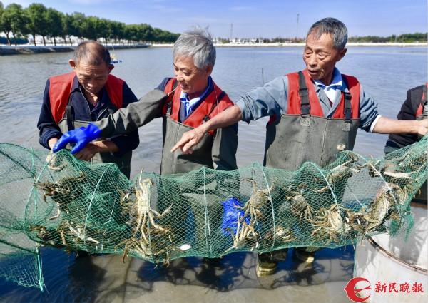 黄浦江大闸蟹上午开捕 四分之三是“4公3母”大只蟹